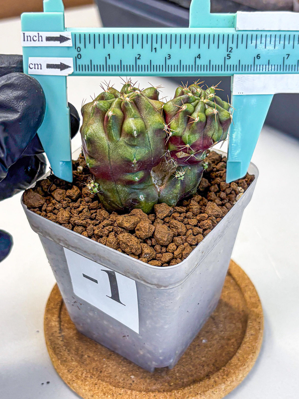 Gymnocalycium Siamese Grape (gy13) (1) | Collectable Plant