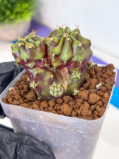 Gymnocalycium Siamese Grape (gy13) (1) | Collectable Plant