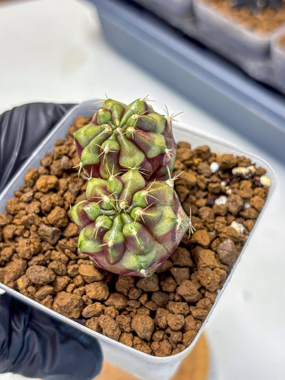 Gymnocalycium Siamese Grape (gy13) (3) | Collectable Plant
