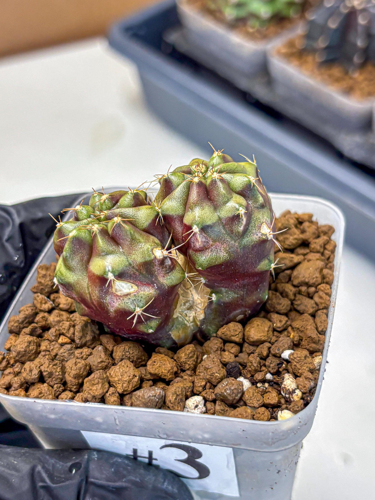 Gymnocalycium Siamese Grape (gy13) (3) | Collectable Plant