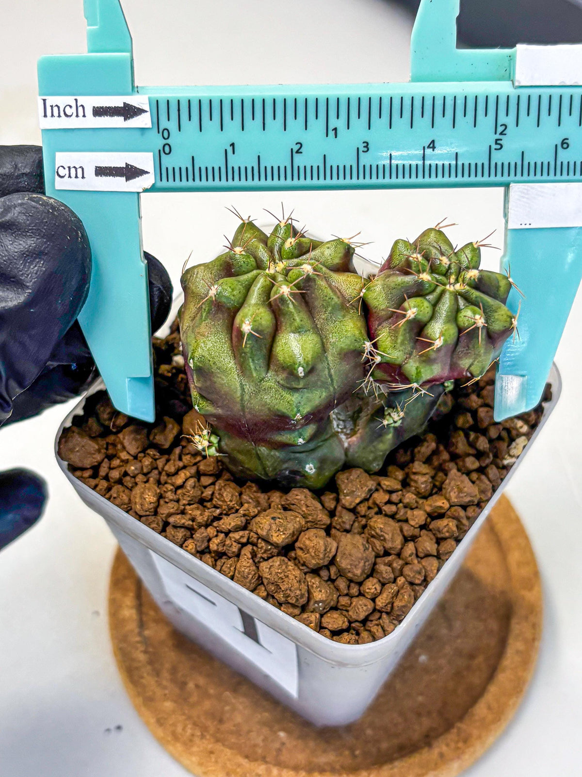 Gymnocalycium Siamese Grape (gy13) (1) | Collectable Plant