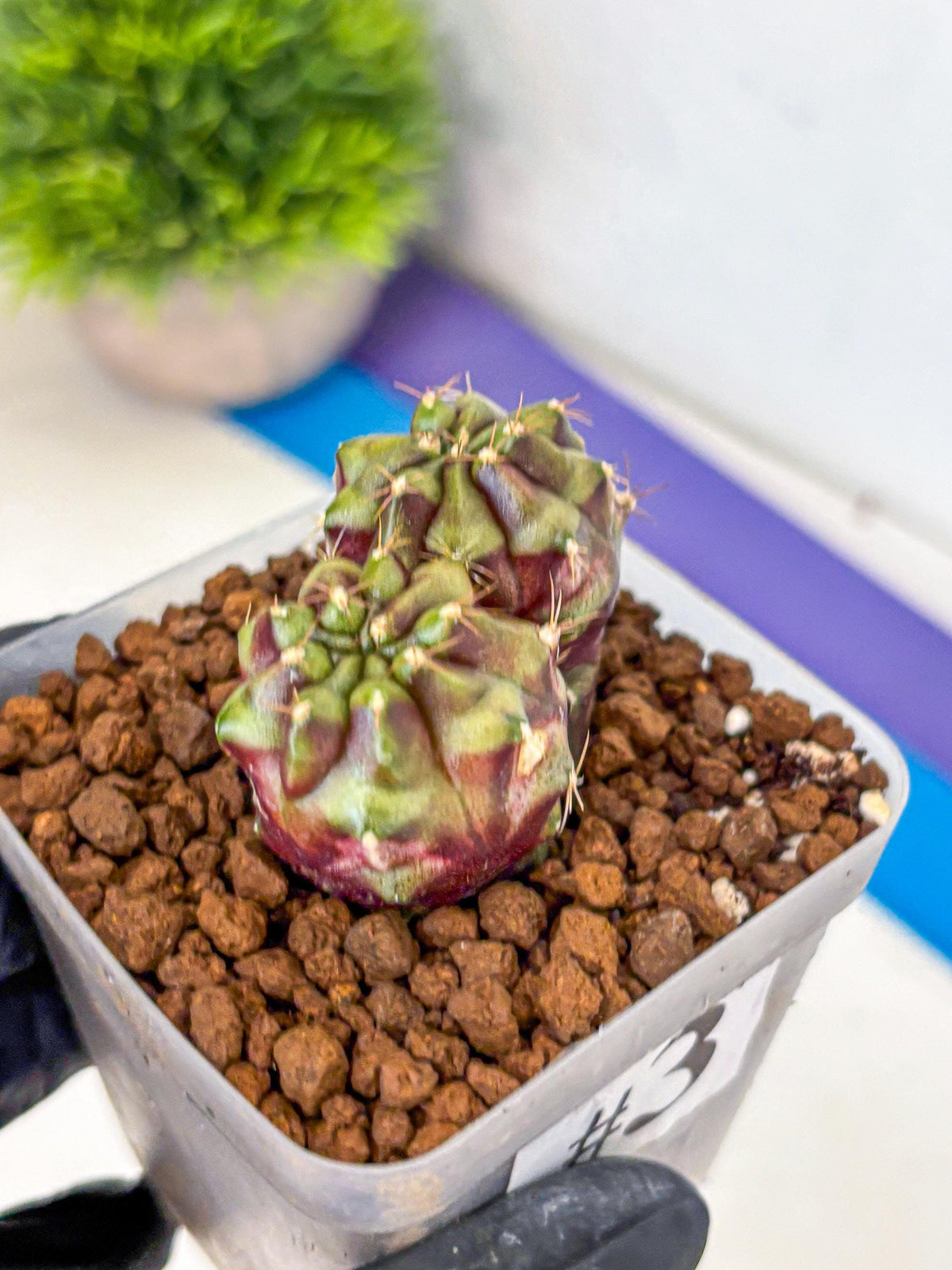 Gymnocalycium Siamese Grape (gy13) (3) | Collectable Plant