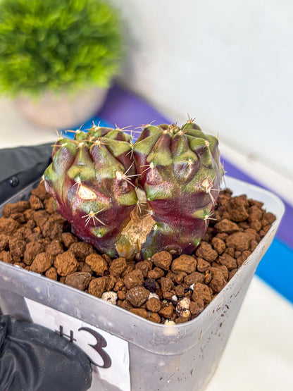 Gymnocalycium Siamese Grape (gy13) (3) | Collectable Plant