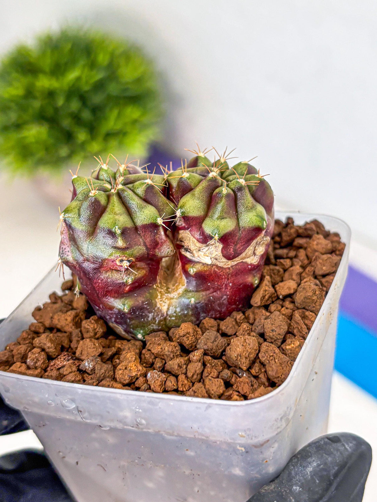 Gymnocalycium Siamese Grape (gy13) (3) | Collectable Plant