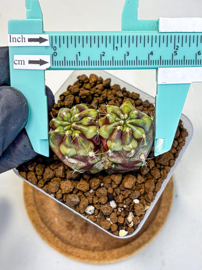Gymnocalycium Siamese Grape (gy13) (3) | Collectable Plant