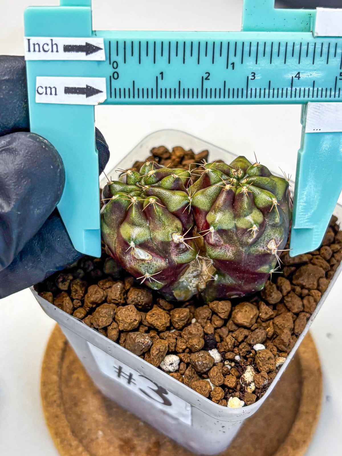 Gymnocalycium Siamese Grape (gy13) (3) | Collectable Plant