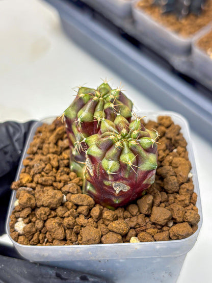 Gymnocalycium Siamese Grape (gy13) (4) | Collectable Plant