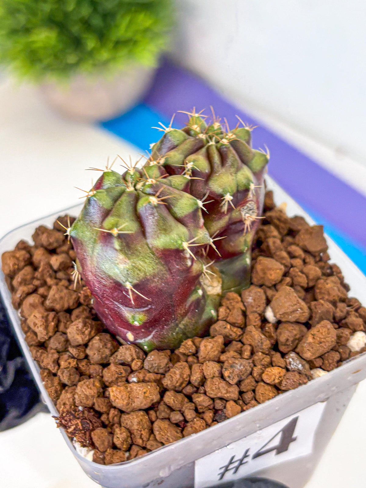 Gymnocalycium Siamese Grape (gy13) (4) | Collectable Plant
