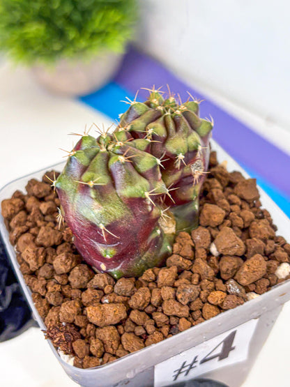 Gymnocalycium Siamese Grape (gy13) (4) | Collectable Plant