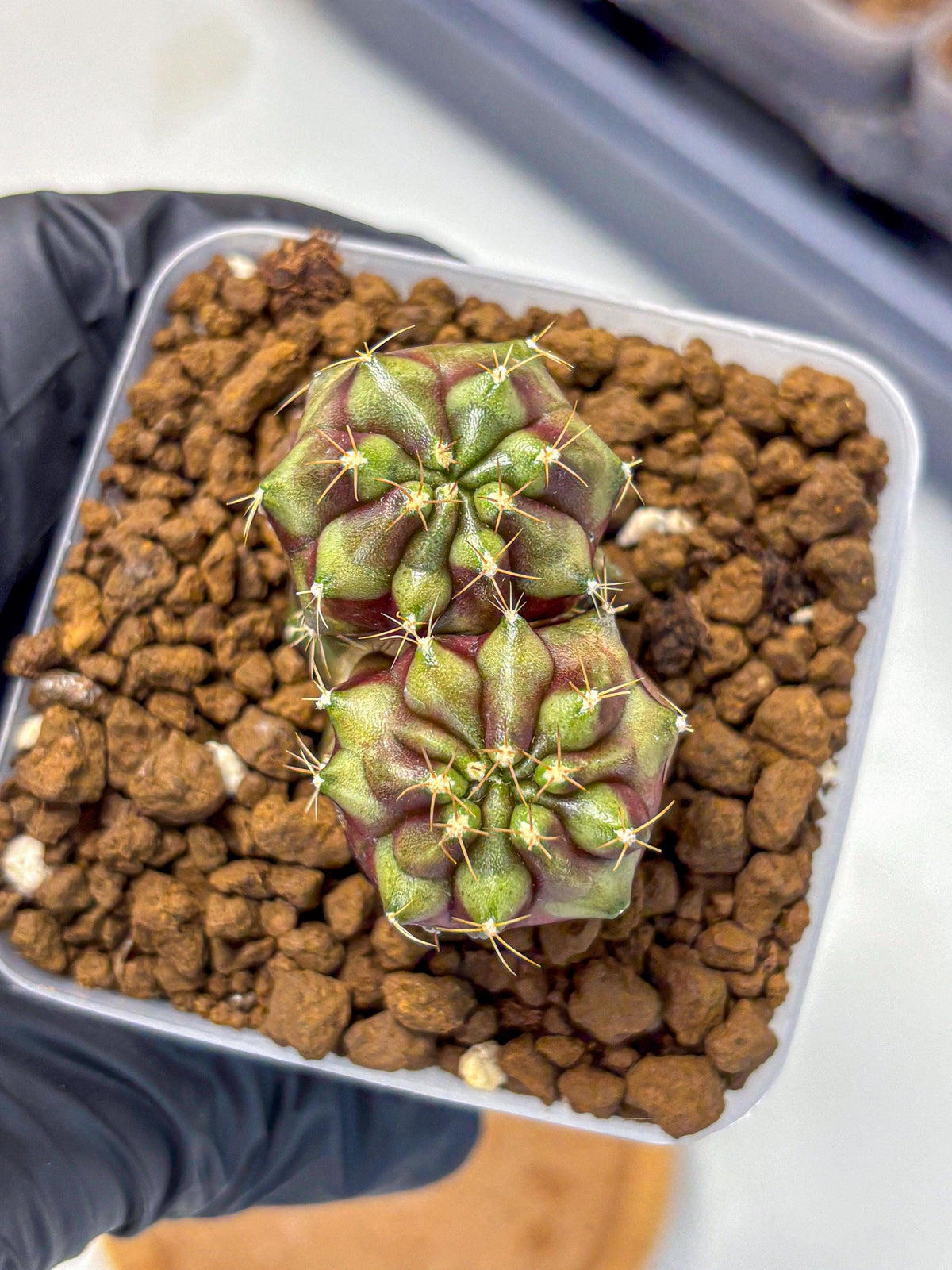 Gymnocalycium Siamese Grape (gy13) (4) | Collectable Plant