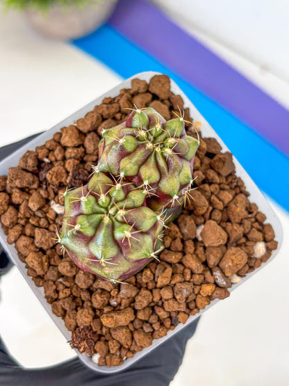 Gymnocalycium Siamese Grape (gy13) (4) | Collectable Plant