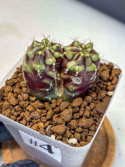 Gymnocalycium Siamese Grape (gy13) (4) | Collectable Plant