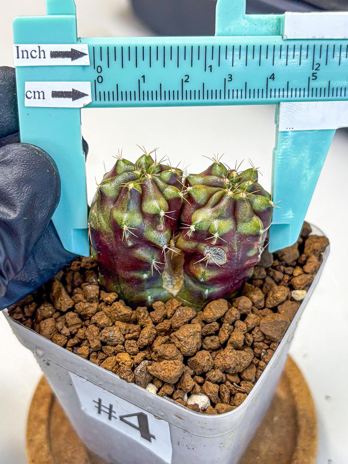 Gymnocalycium Siamese Grape (gy13) (4) | Collectable Plant