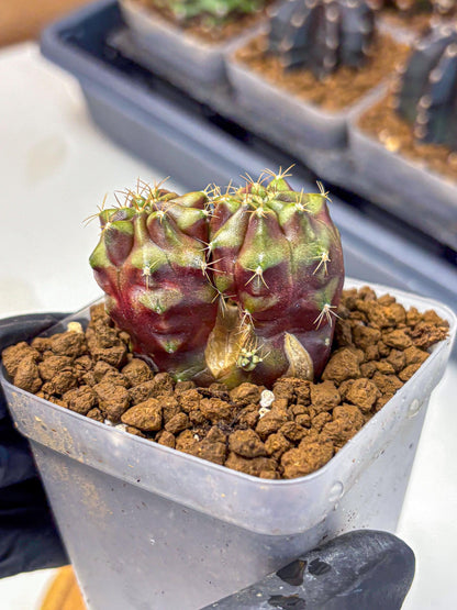 Gymnocalycium Siamese Grape (gy13) (4) | Collectable Plant