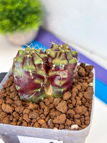 Gymnocalycium Siamese Grape (gy13) (4) | Collectable Plant