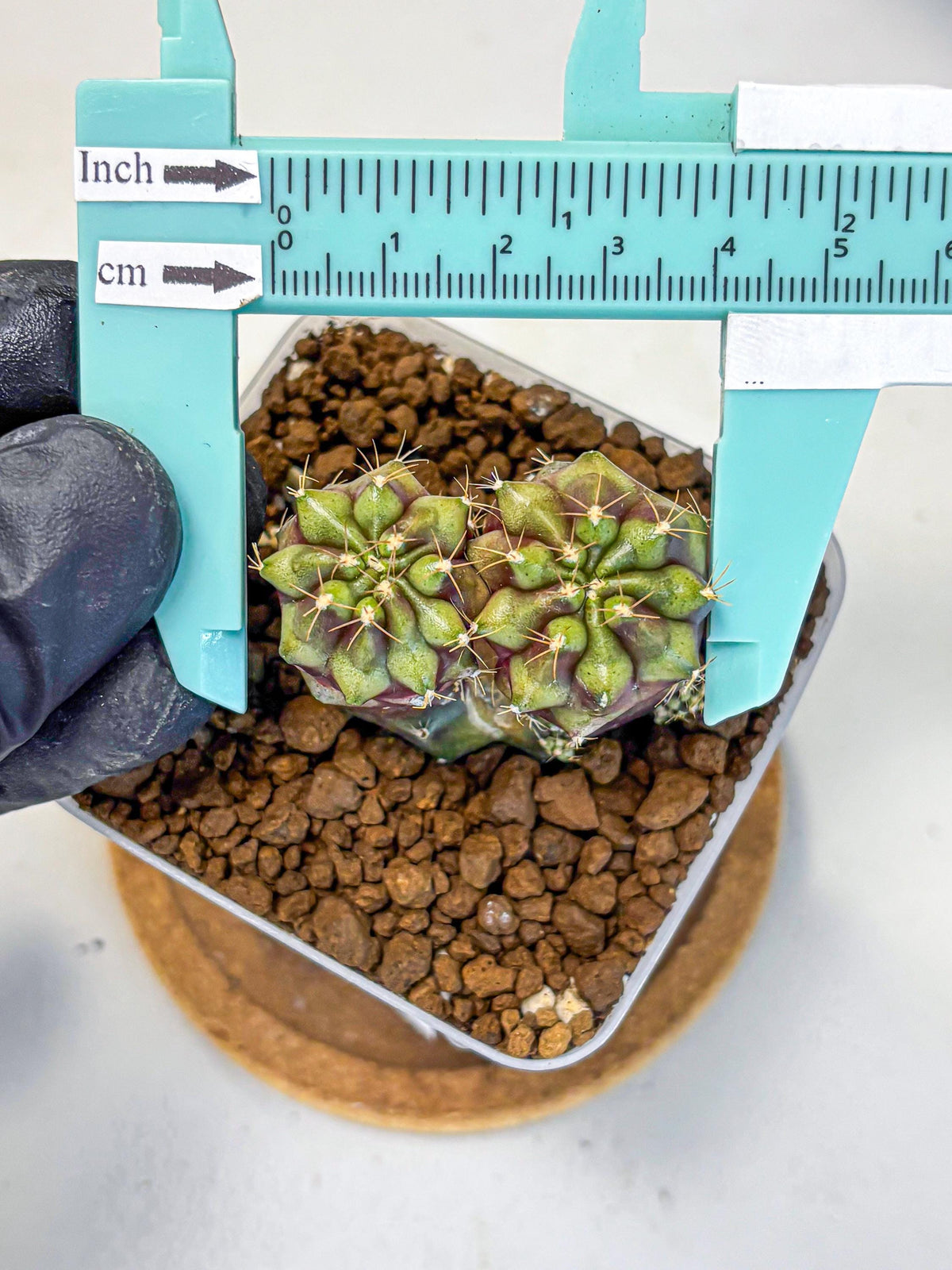 Gymnocalycium Siamese Grape (gy13) (5) | Collectable Plant