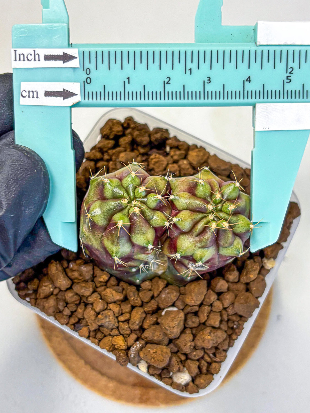 Gymnocalycium Siamese Grape (gy13) (4) | Collectable Plant