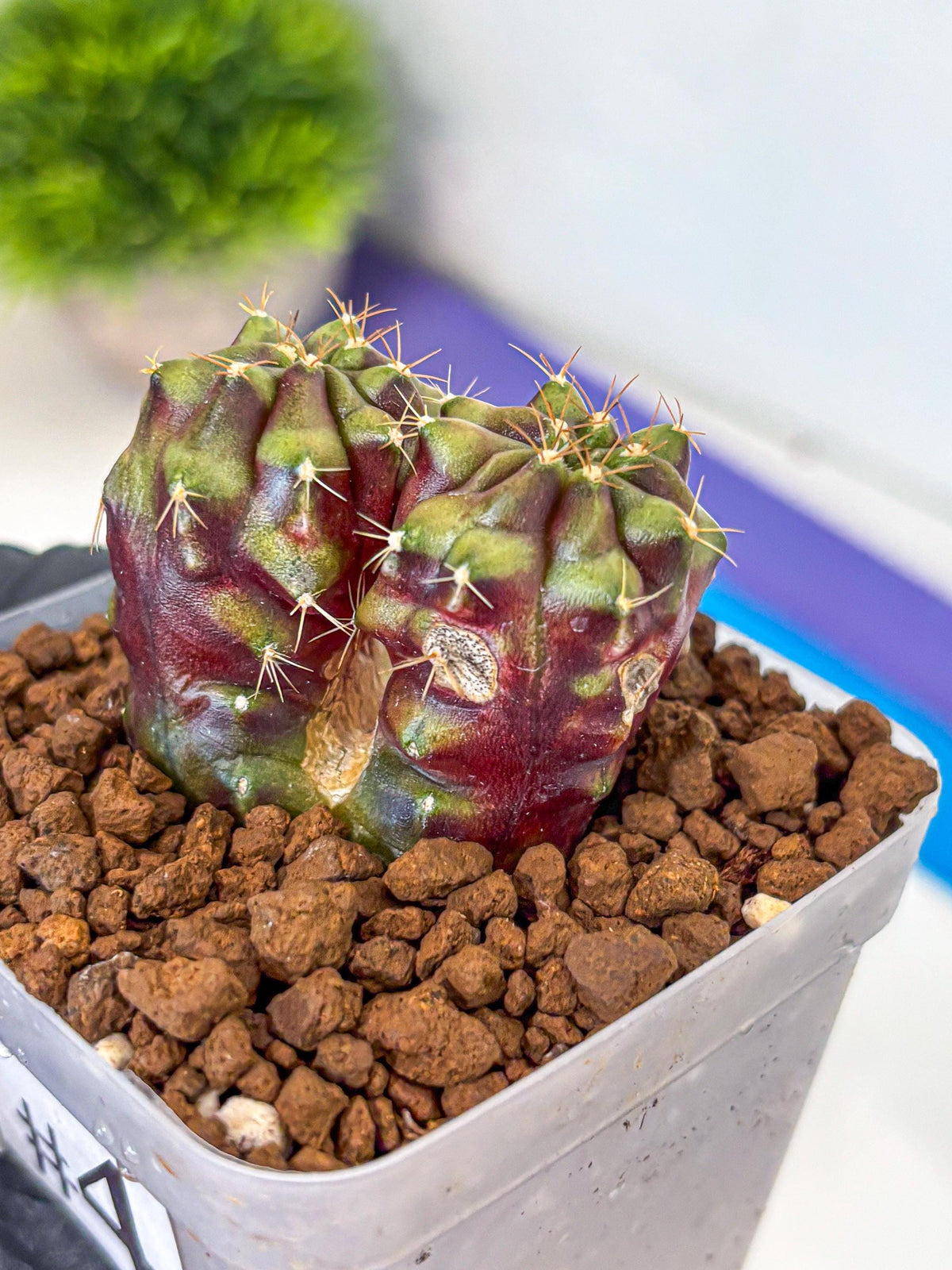 Gymnocalycium Siamese Grape (gy13) (4) | Collectable Plant