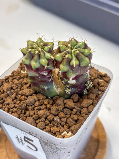 Gymnocalycium Siamese Grape (gy13) (5) | Collectable Plant
