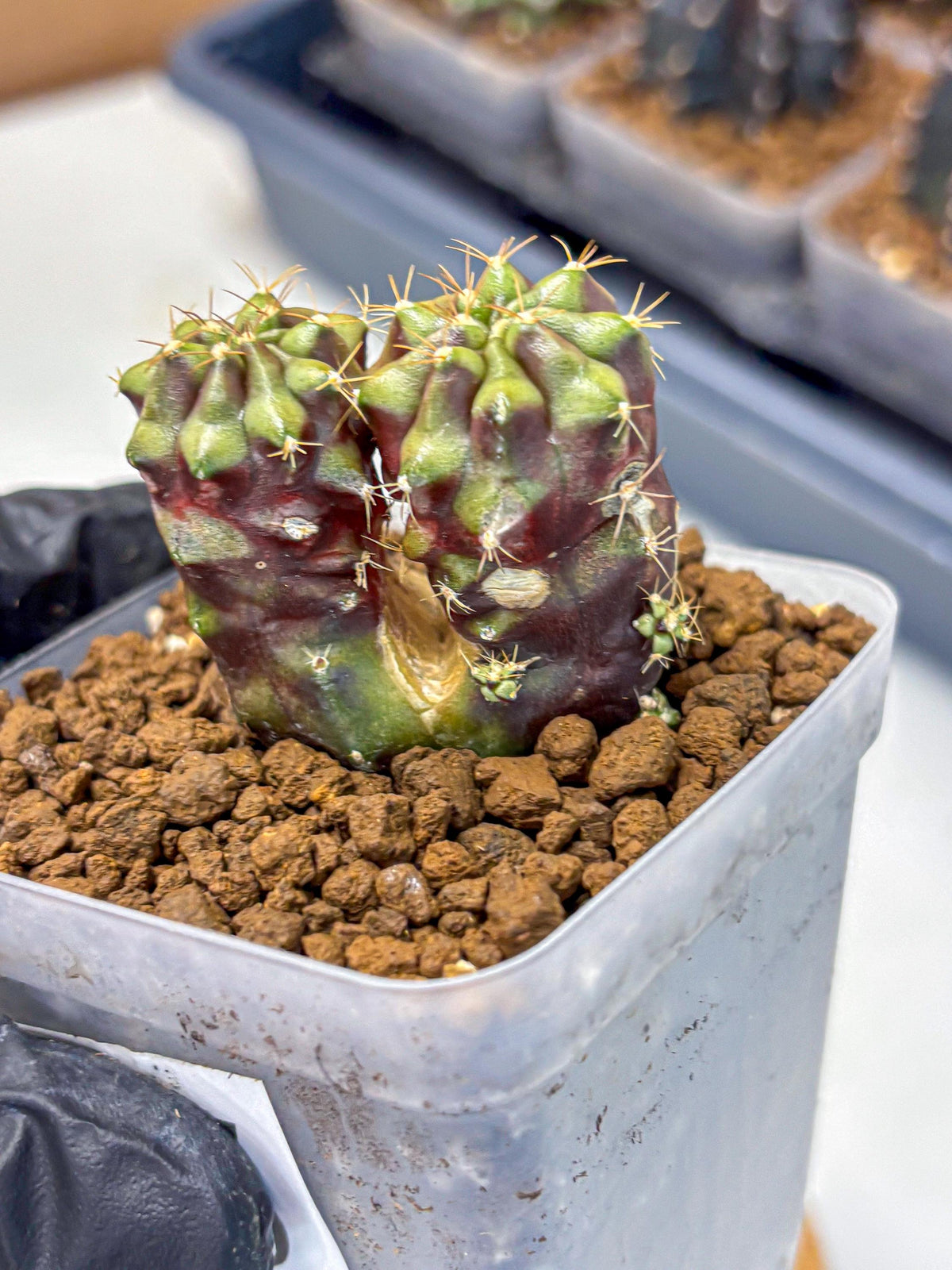 Gymnocalycium Siamese Grape (gy13) (5) | Collectable Plant