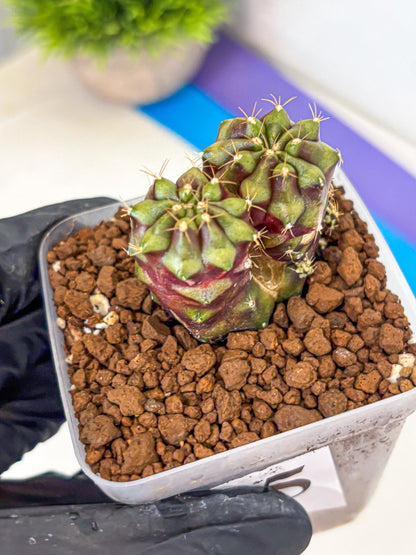 Gymnocalycium Siamese Grape (gy13) (5) | Collectable Plant