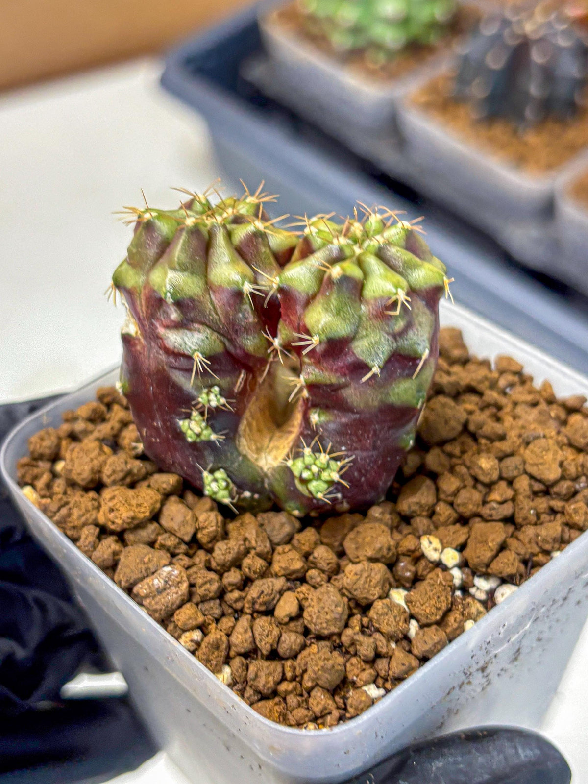 Gymnocalycium Siamese Grape (gy13) (5) | Collectable Plant