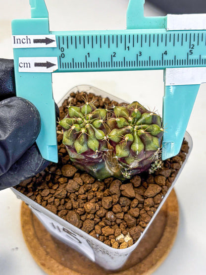 Gymnocalycium Siamese Grape (gy13) (5) | Collectable Plant