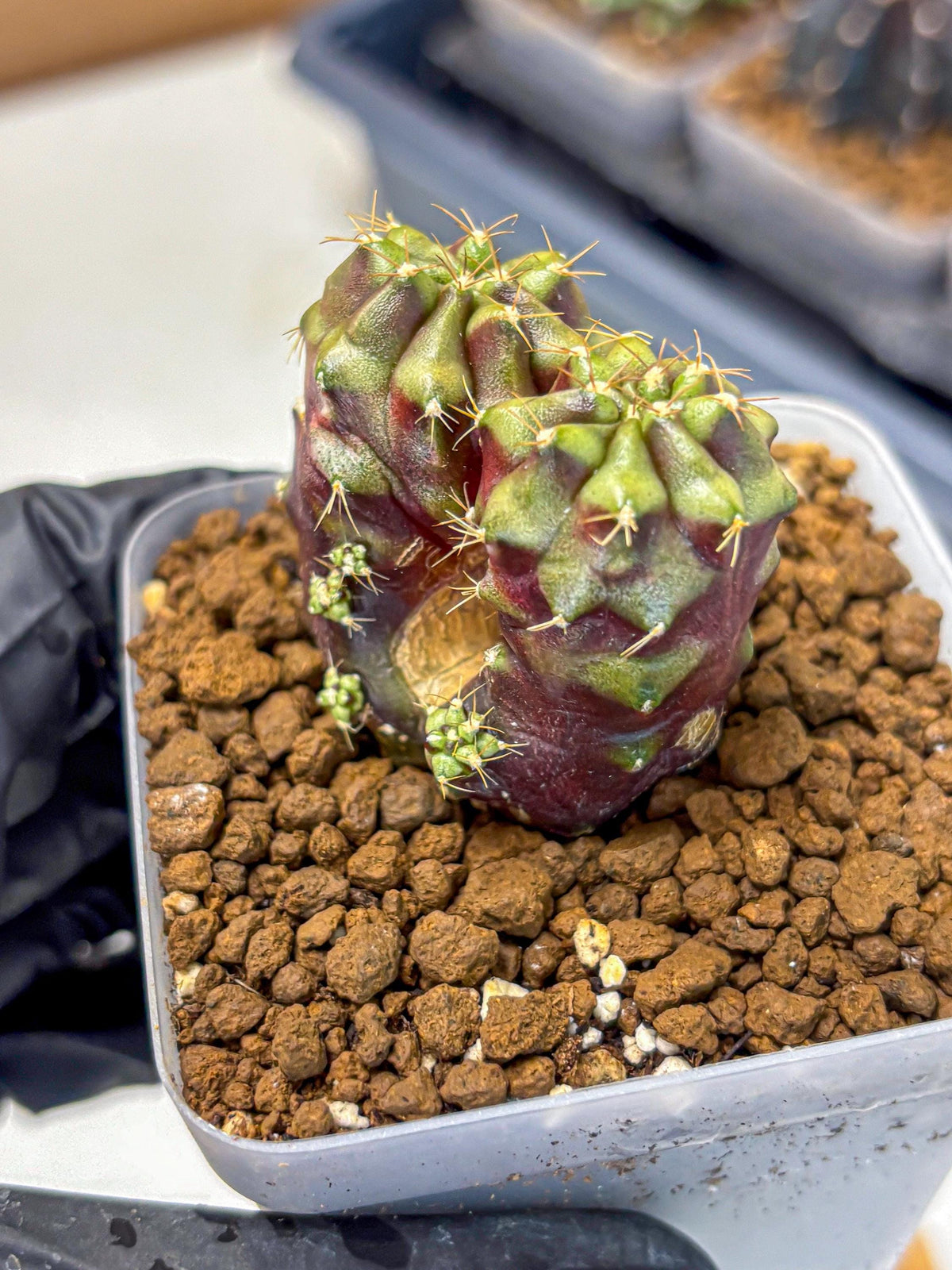 Gymnocalycium Siamese Grape (gy13) (5) | Collectable Plant