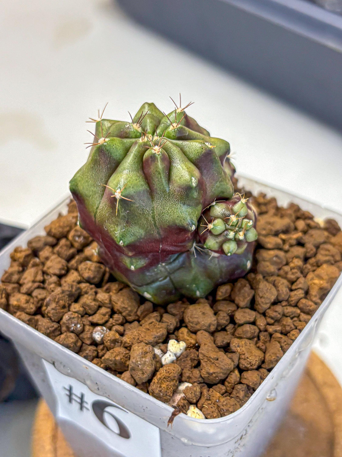 Gymnocalycium Siamese Grape (gy13) (6) | Collectable Plant