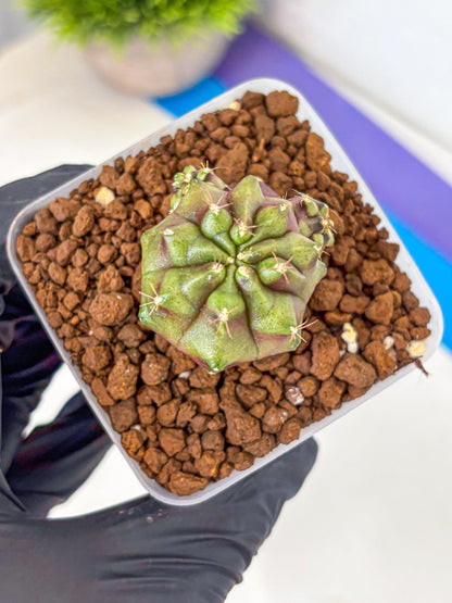 Gymnocalycium Siamese Grape (gy13) (6) | Collectable Plant