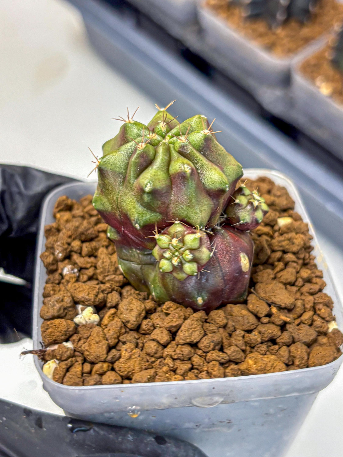 Gymnocalycium Siamese Grape (gy13) (6) | Collectable Plant