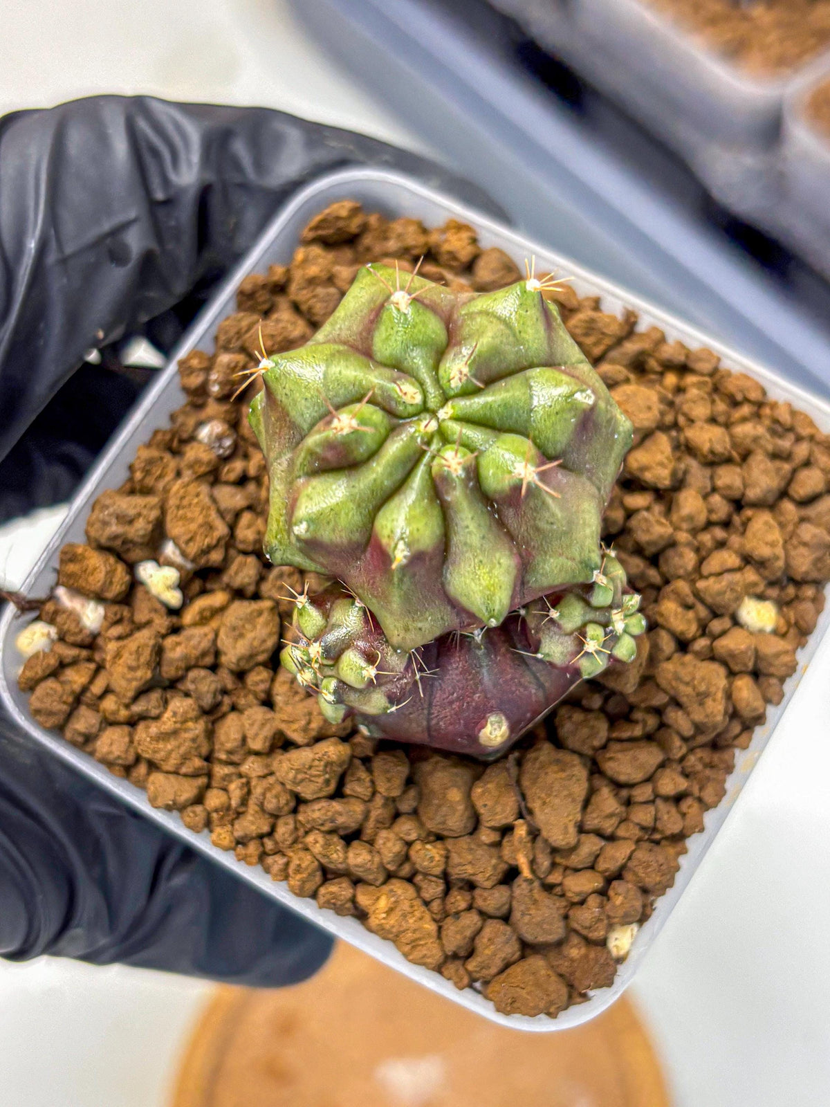 Gymnocalycium Siamese Grape (gy13) (6) | Collectable Plant