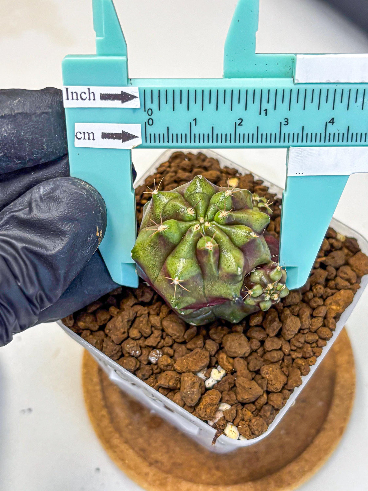 Gymnocalycium Siamese Grape (gy13) (6) | Collectable Plant