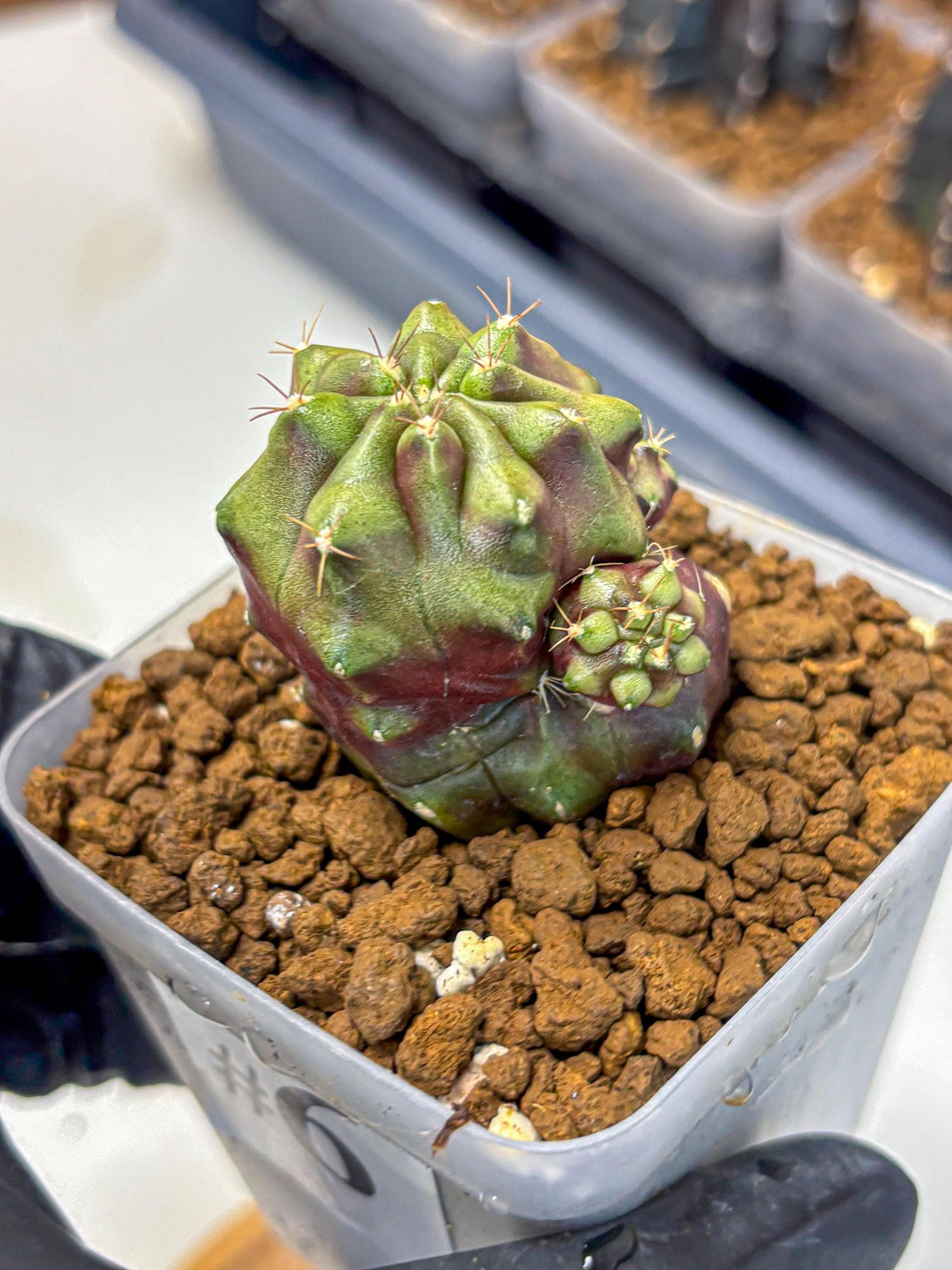 Gymnocalycium Siamese Grape (gy13) (6) | Collectable Plant