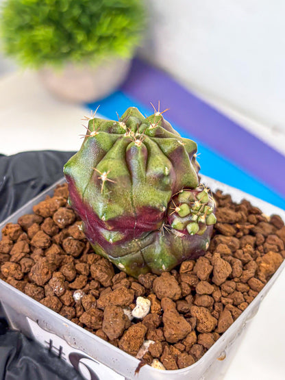 Gymnocalycium Siamese Grape (gy13) (6) | Collectable Plant