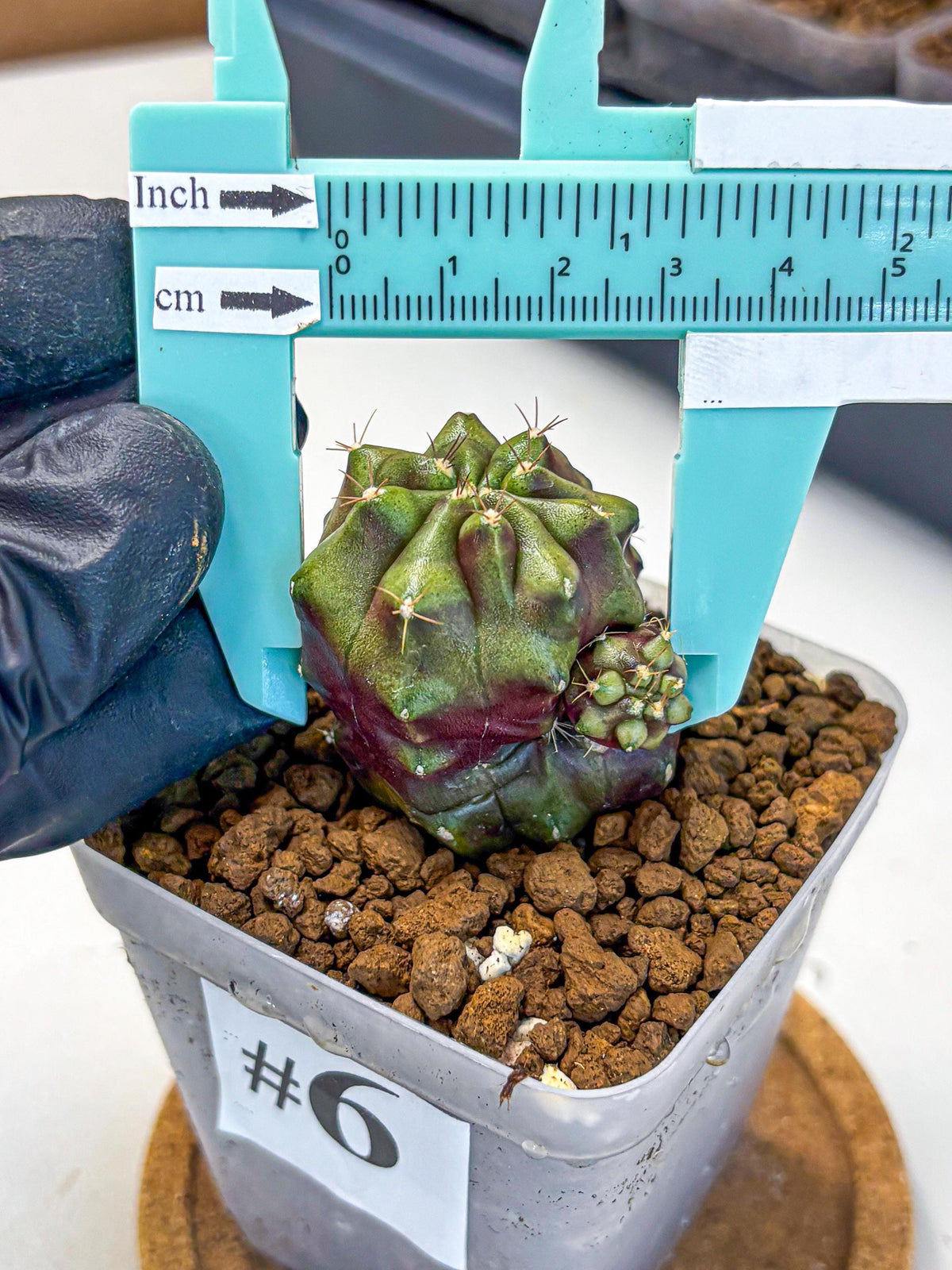 Gymnocalycium Siamese Grape (gy13) (6) | Collectable Plant
