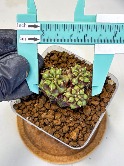 Gymnocalycium Siamese Grape (gy13) (7) | Collectable Plant
