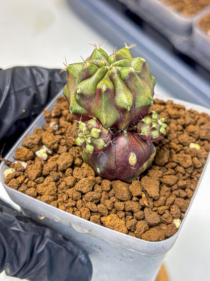 Gymnocalycium Siamese Grape (gy13) (6) | Collectable Plant