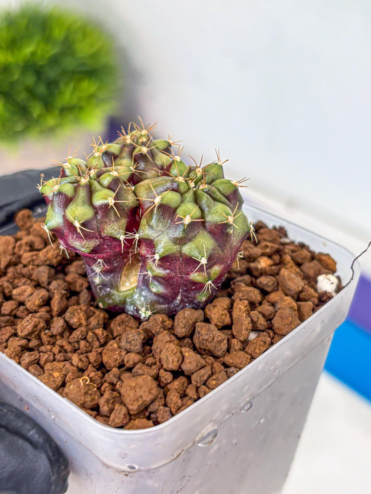 Gymnocalycium Siamese Grape (gy13) (7) | Collectable Plant