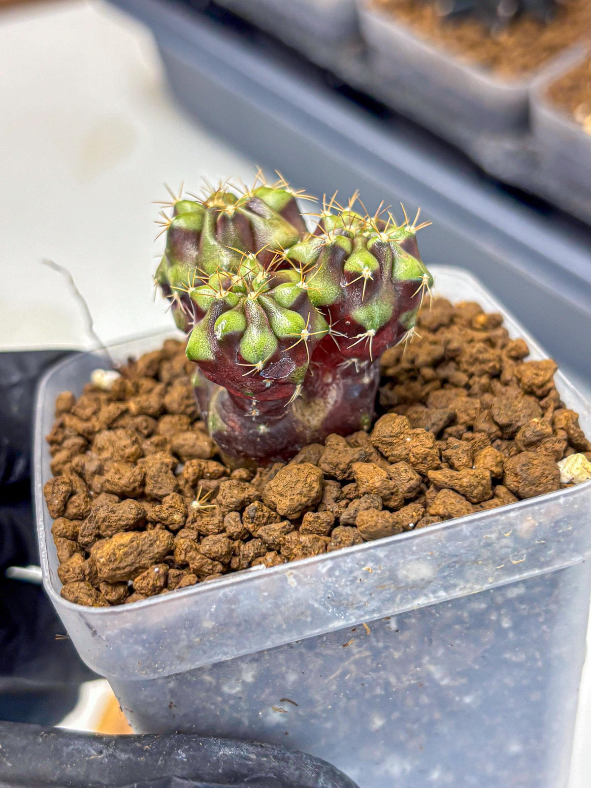Gymnocalycium Siamese Grape (gy13) (7) | Collectable Plant
