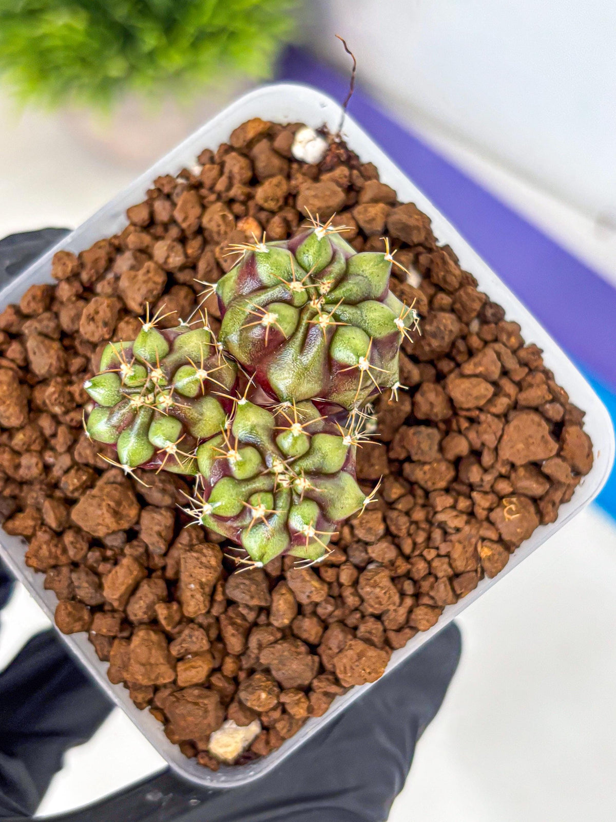 Gymnocalycium Siamese Grape (gy13) (7) | Collectable Plant