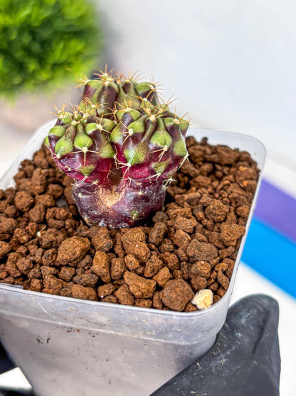 Gymnocalycium Siamese Grape (gy13) (7) | Collectable Plant