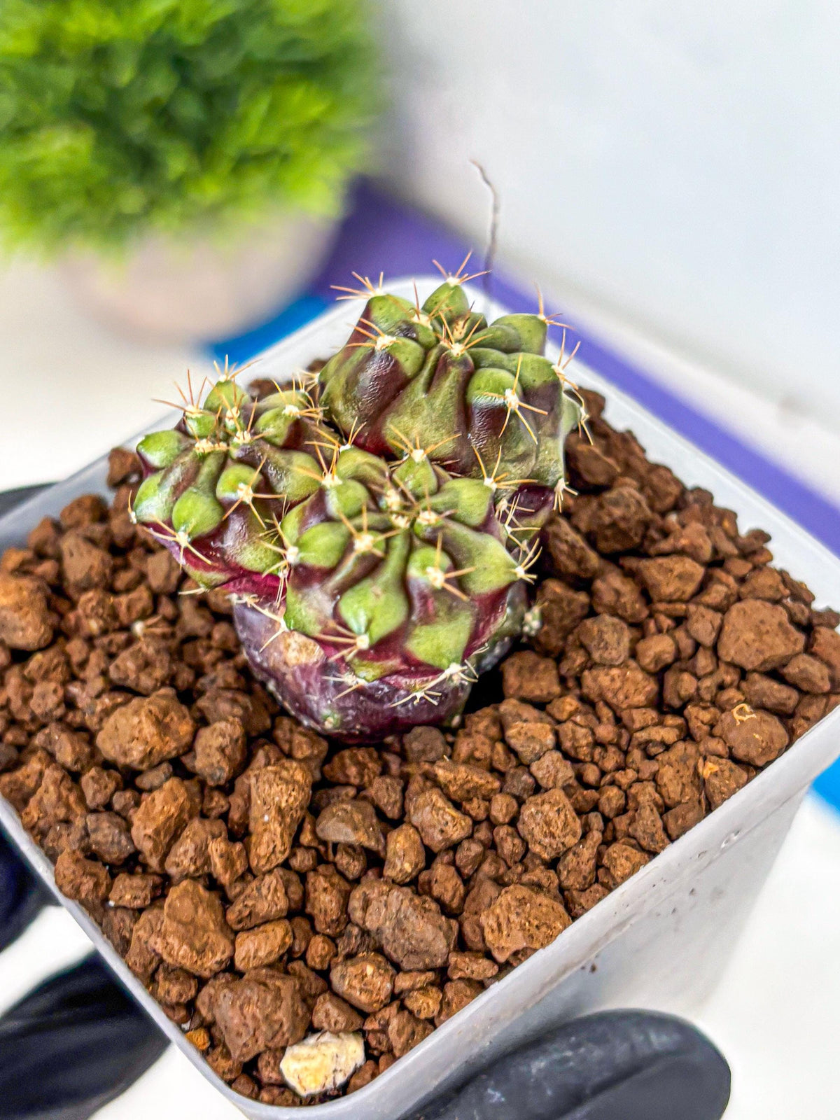 Gymnocalycium Siamese Grape (gy13) (7) | Collectable Plant
