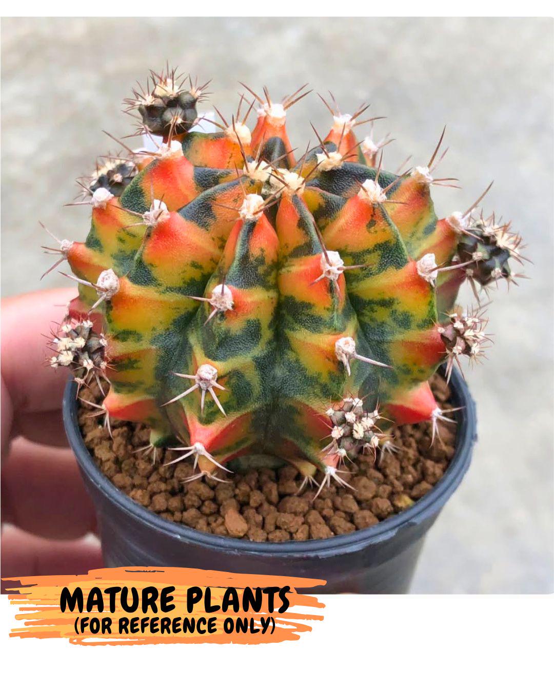 Gymnocalycium Sainampueng (gy13) (8) | Collectable Plant