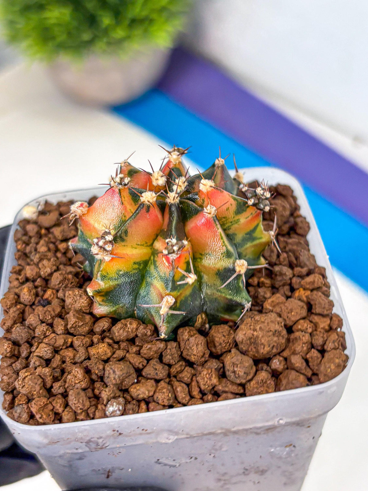 Gymnocalycium Sainampueng (gy13) (8) | Collectable Plant