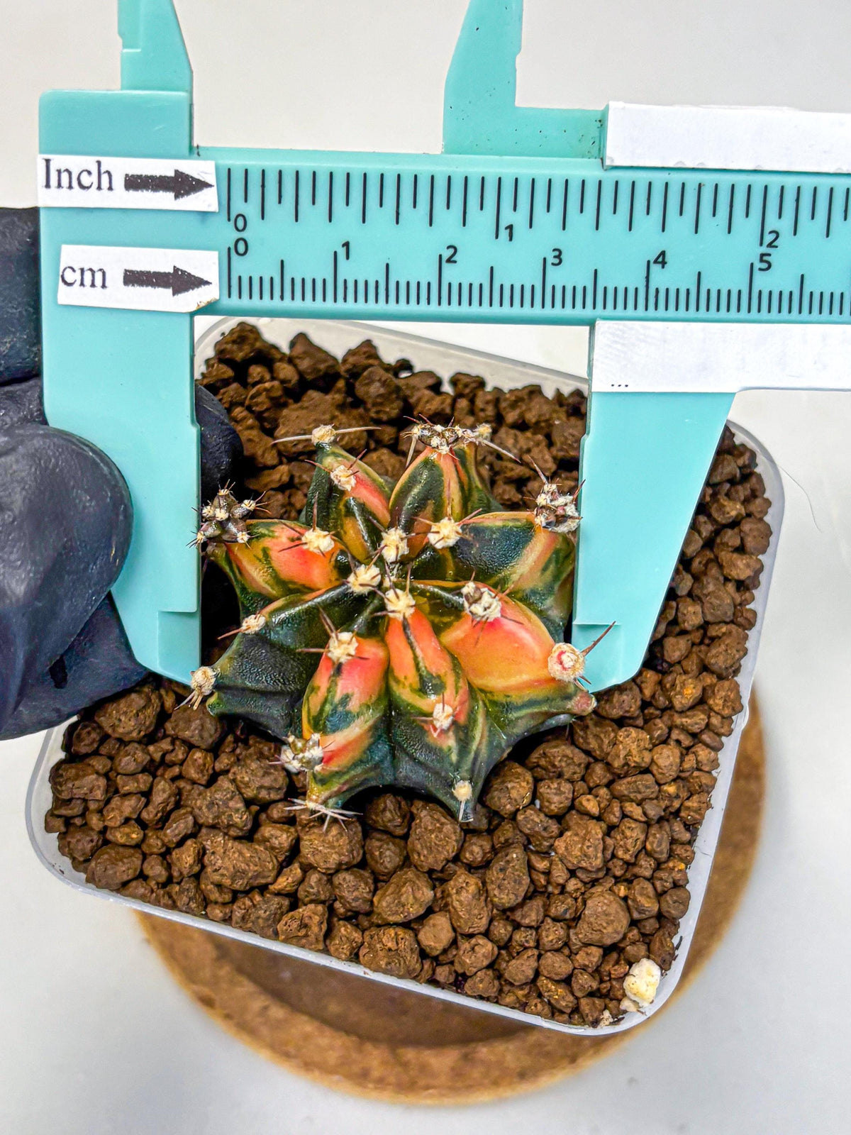 Gymnocalycium Sainampueng (gy13) (8) | Collectable Plant