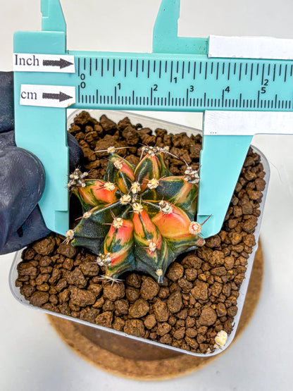 Gymnocalycium Sainampueng (gy13) (8) | Collectable Plant