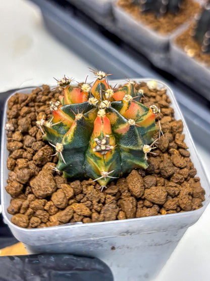 Gymnocalycium Sainampueng (gy13) (8) | Collectable Plant