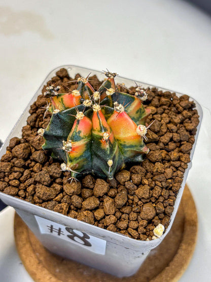 Gymnocalycium Sainampueng (gy13) (8) | Collectable Plant