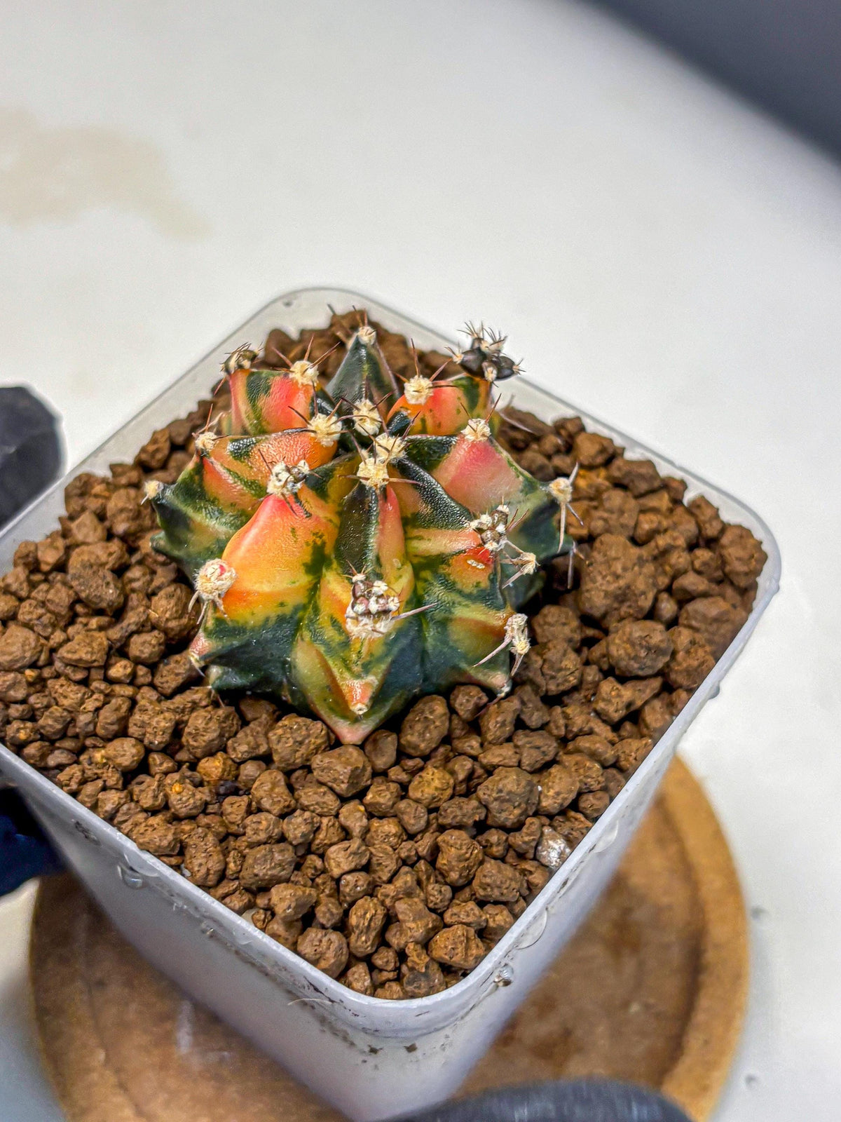 Gymnocalycium Sainampueng (gy13) (8) | Collectable Plant